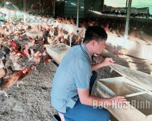 Anh Bùi Văn Huế, Giám đốc Hợp tác xã chăn nuôi và cung ứng gà Chí Thiện (Lạc Sơn) và các hộ thành viên chú trọng giữ thương hiệu gắn với thúc đẩy tiêu thụ sản phẩm.